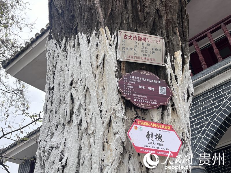 百歲大槐樹上掛著認養(yǎng)牌。配備日常管護人及時發(fā)現(xiàn)隱患，促進樹木健康生長。人民網(wǎng) 陳潔泉攝