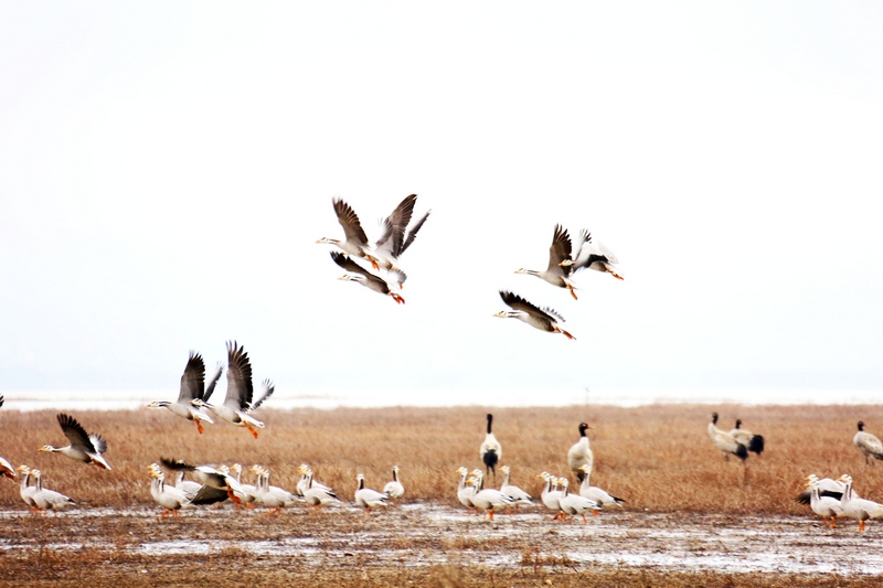 1月14日，大批黑頸鶴正飛往威寧草海溫家屯棲息地休息。