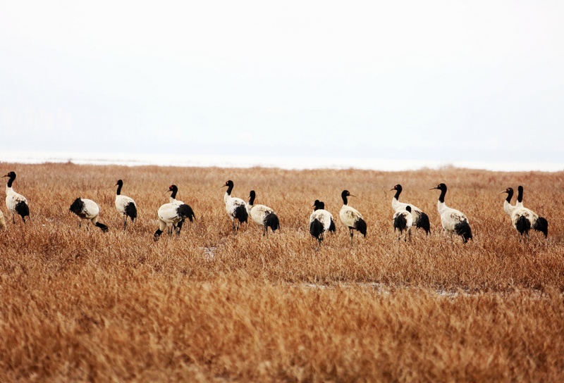 1月14日，大批黑頸鶴正在威寧草海溫家屯棲息地覓食和休息。