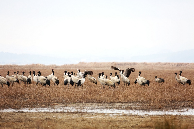 1月14日，大批黑頸鶴正在威寧草海溫家屯棲息地嬉戲休息，翩翩起舞。