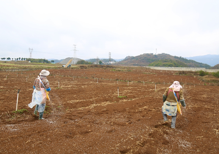高田村黃產業。