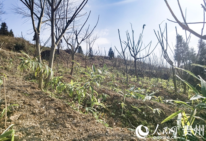 鹽膚木基地里,套種的中藥材長勢喜人。人民網記者 王秀芳攝