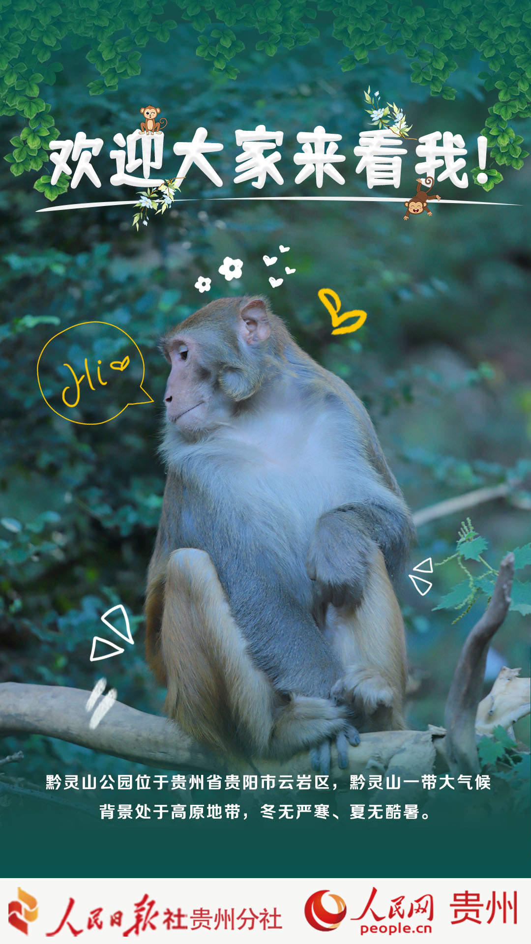 黔靈山“小霸王”。人民網(wǎng) 吳鋒設(shè)計(jì)