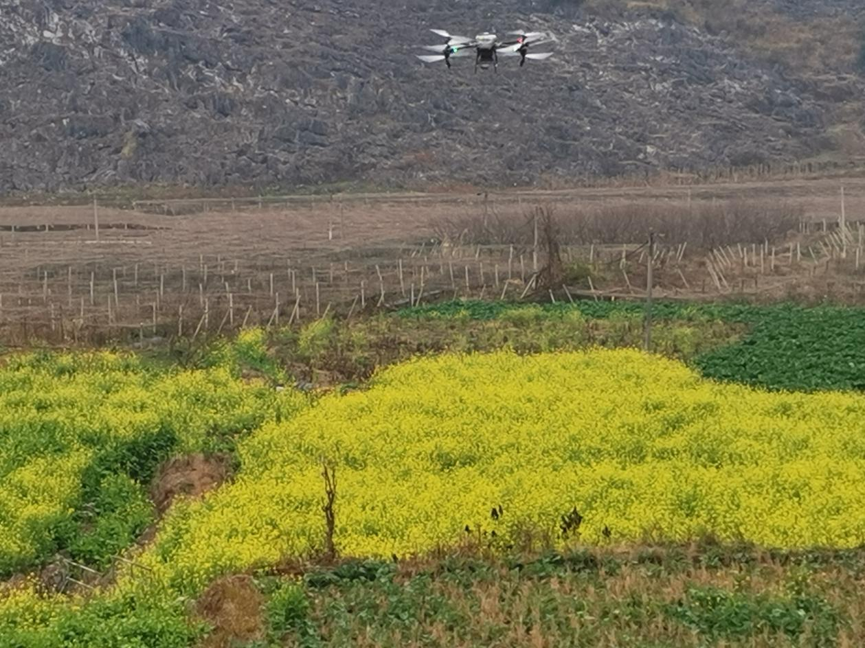 無人機噴灑農藥現場.。