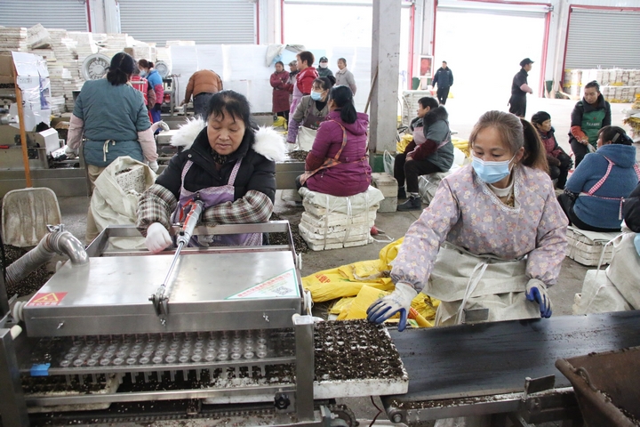 圖為貴州印江經開區的印江梵凈紅食品有限公司播種車間內，60余名工人在4臺全自動育苗機旁緊密配合進行辣椒育苗。 梅亞軍攝