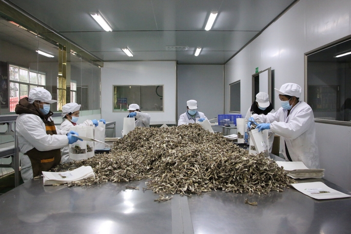 2月5日，貴州印江經開區的貴州樂趣電子商務有限公司食用菌包裝車間里，工人們正在加緊包裝一批發往中煤集團的禮盒訂單。 梅亞軍攝