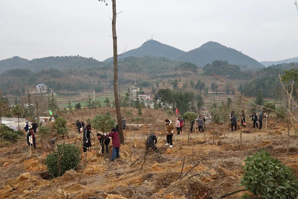 植樹現(xiàn)場。