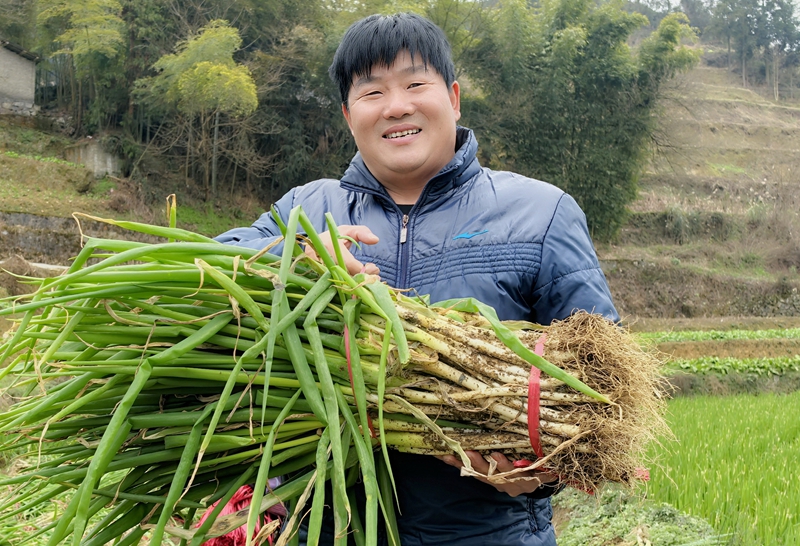 香蔥采收現場。