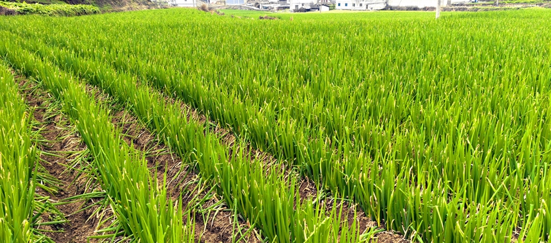 香蔥采收現場。