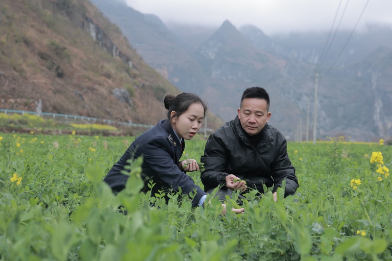 望謨縣稅務(wù)局稅費(fèi)工作服務(wù)隊(duì)到大觀鎮(zhèn)伏開村豌豆尖種植基地開展稅務(wù)服務(wù)，了解種植銷售情況，輔導(dǎo)解決涉稅難題。羅睿思攝