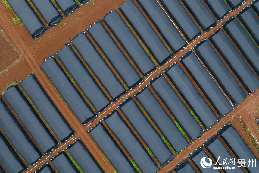 航拍羊肚菌種植基地內的大棚。人民網記者 涂敏攝