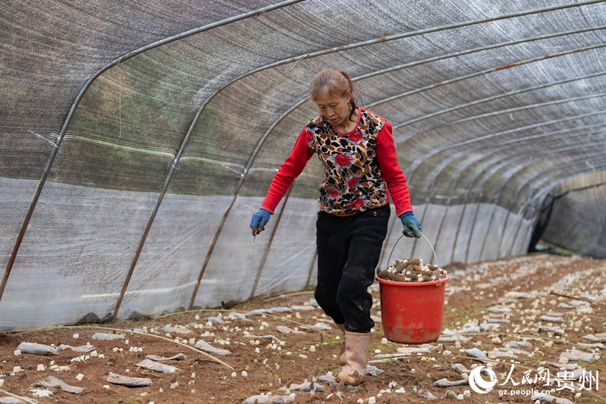 村民正在采收羊肚菌。人民網(wǎng)記者 涂敏攝