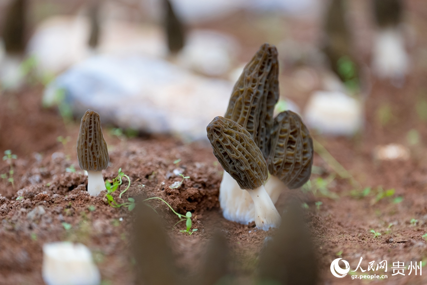 基地內的羊肚菌。人民網記者 涂敏攝