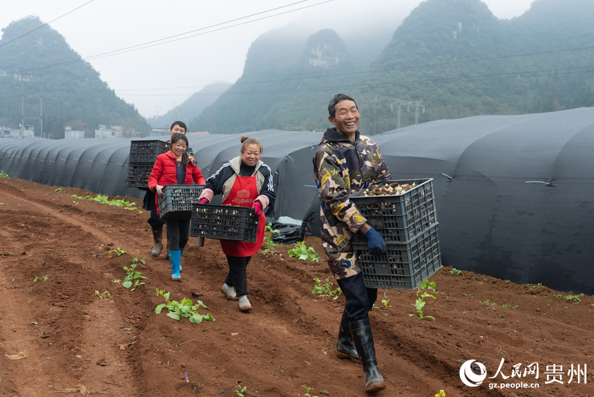 村民們正在轉(zhuǎn)運(yùn)剛剛采收的羊肚菌。人民網(wǎng)記者 涂敏攝