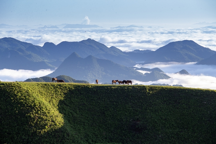 牲畜在貴州省畢節市赫章縣阿西里西大草原上覓食。陳春志攝