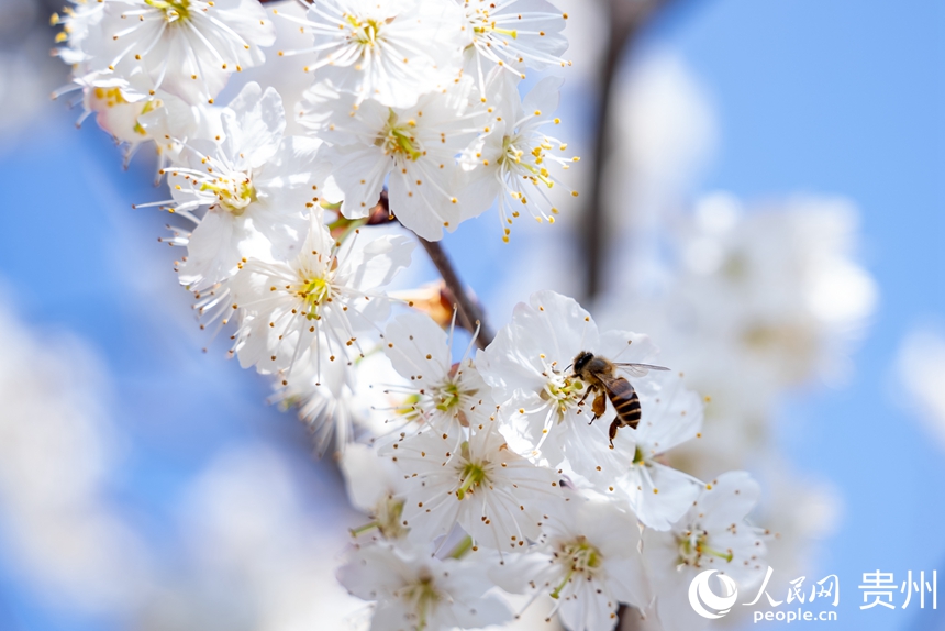 盛開的櫻桃花吸引了蜜蜂前來采蜜。人民網記者 涂敏攝