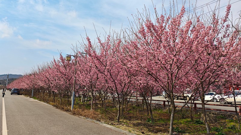 貴定金海雪山櫻花迎春綻放。