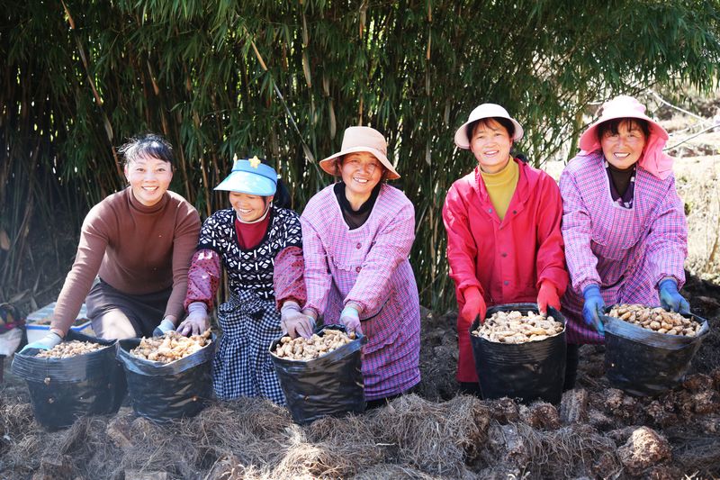 務工群眾將剛采收的天麻種子準備集中送往種植基地。