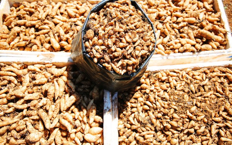 優(yōu)質天麻種子。