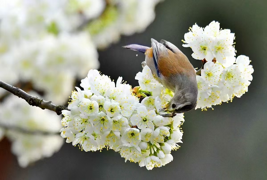 金沙縣化覺(jué)鎮(zhèn)前順村綻放的櫻桃花。陳亮攝