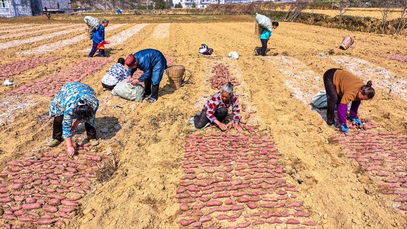 奏響“春耕曲”，紅薯育苗忙。