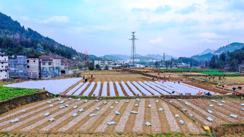 奏響“春耕曲”，紅薯育苗忙。