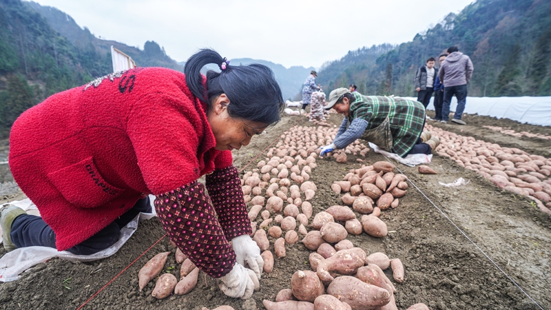 奏響“春耕曲”，紅薯育苗忙。
