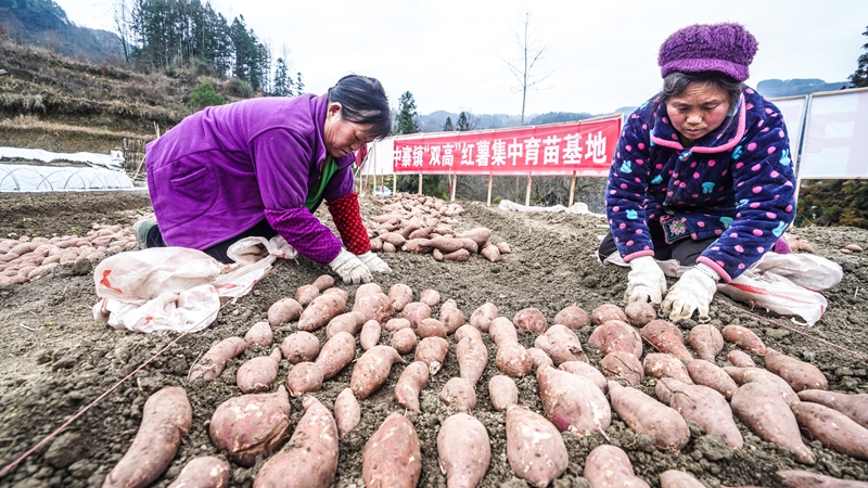 奏響“春耕曲”，紅薯育苗忙。