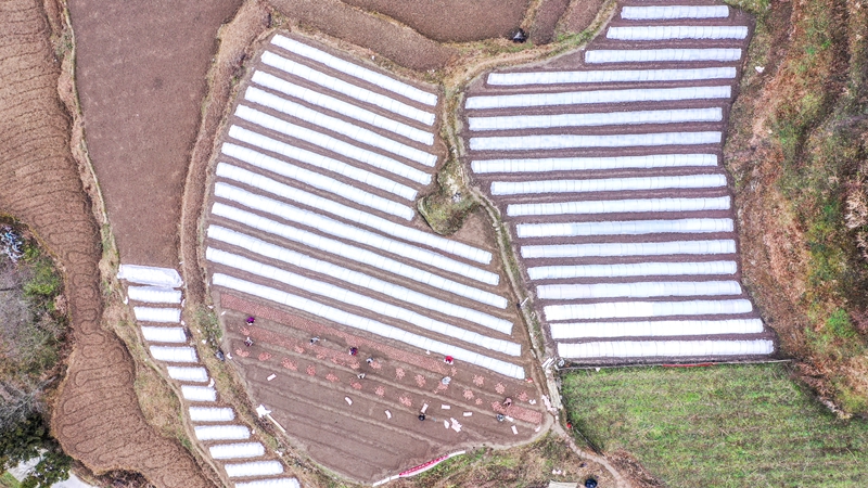 奏響“春耕曲”，紅薯育苗忙。