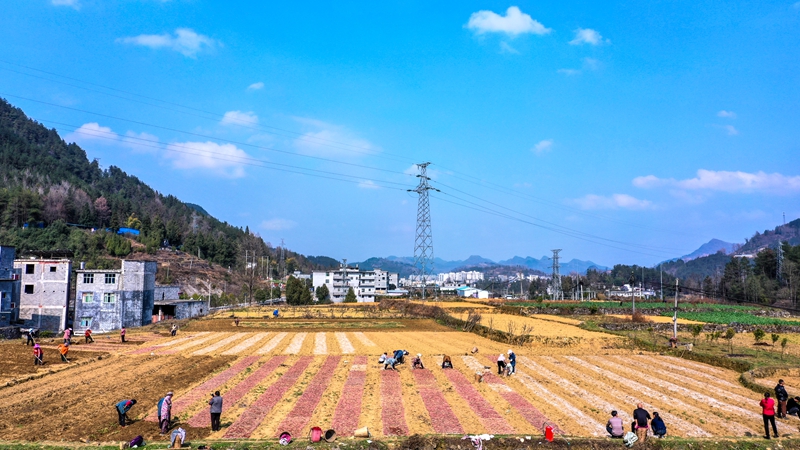奏響“春耕曲”，紅薯育苗忙。