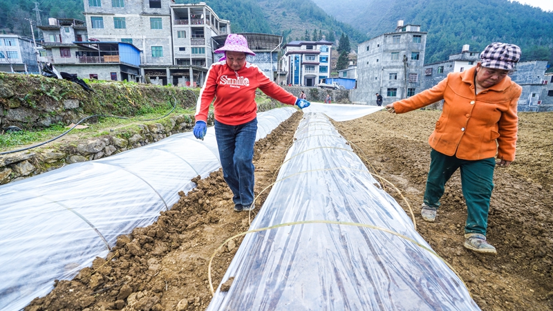 奏響“春耕曲”，紅薯育苗忙。