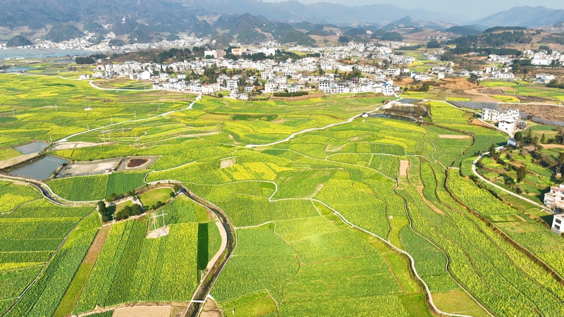 金沙縣巖孔街道的油菜花。