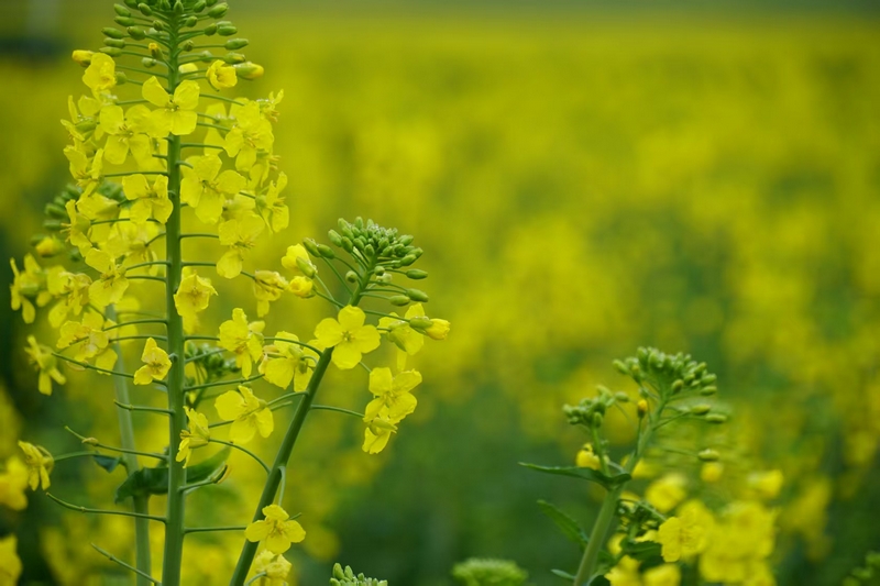 金沙縣巖孔街道長勢喜人的油菜花。