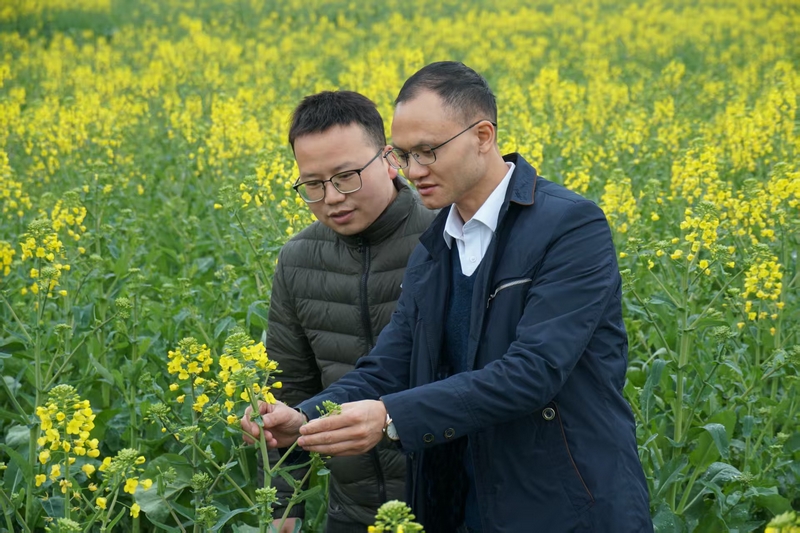 縣農業農村局工作人員正在查看油菜長勢。