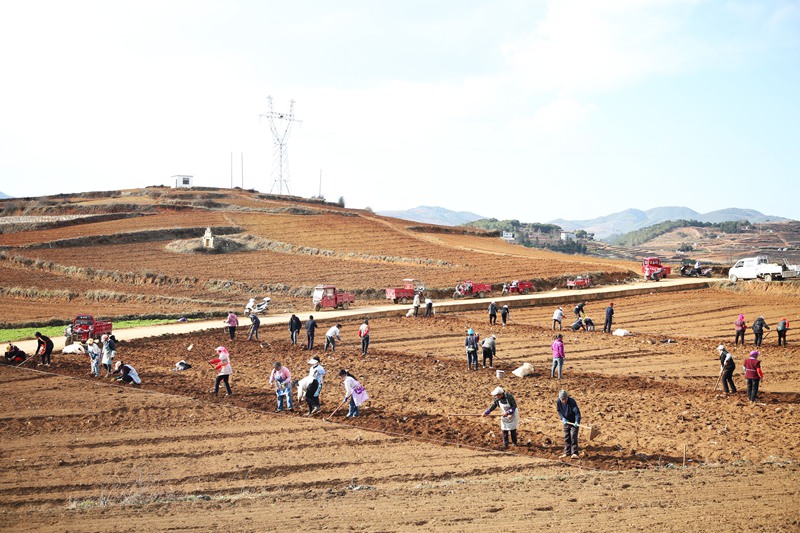 務工群眾正在基地種植黨參。
