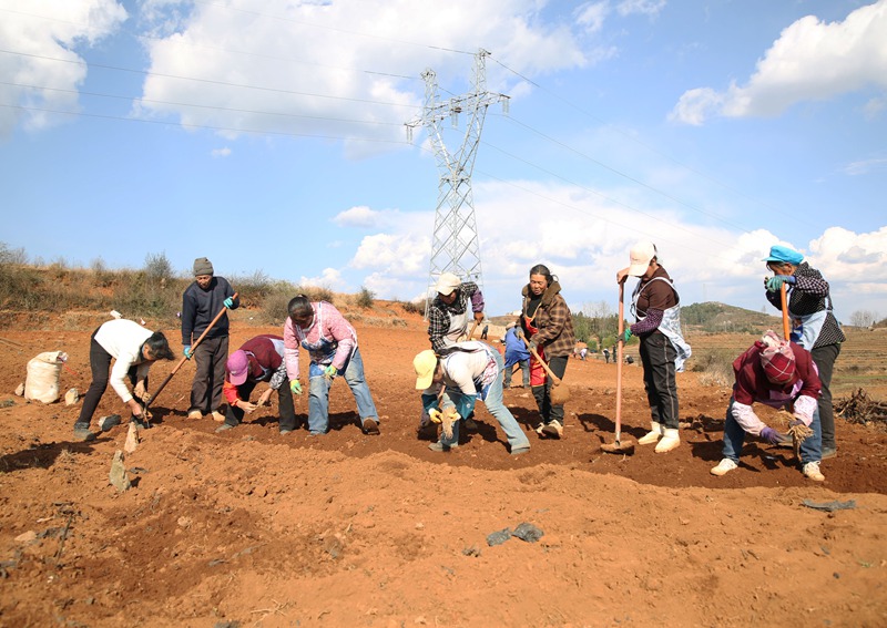 務工群眾正在基地種植黨參。