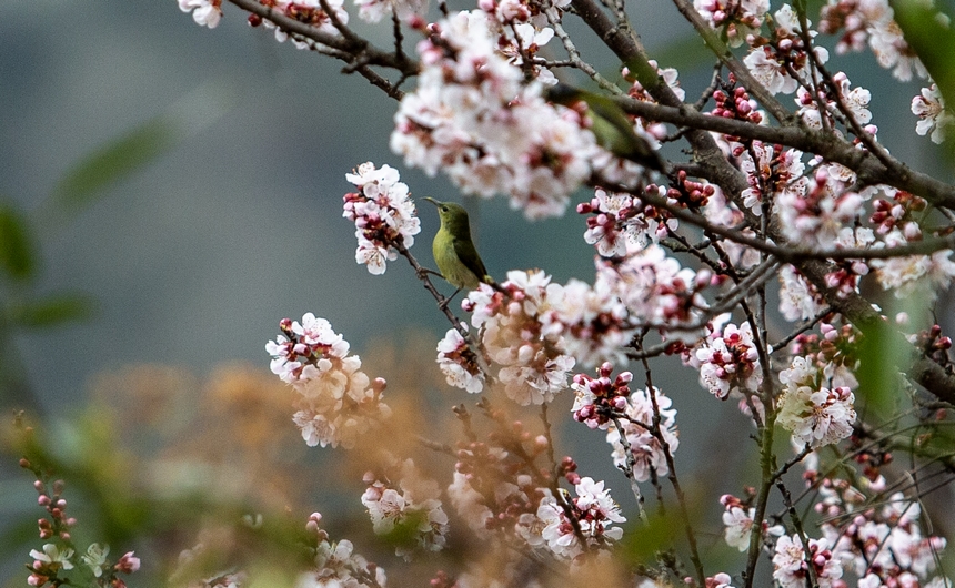 赫章縣平山鎮江南村一只小鳥停留在開滿杏花的枝頭。陳春志攝