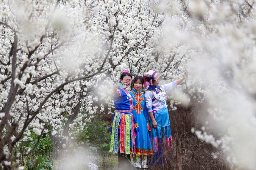 游客在平山鎮(zhèn)江南社區(qū)櫻桃花海打卡拍照。陳春志攝