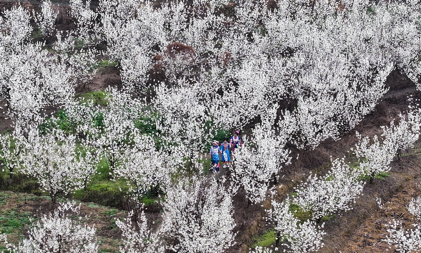游客在平山鎮(zhèn)江南社區(qū)櫻桃花海游玩 。陳春志攝