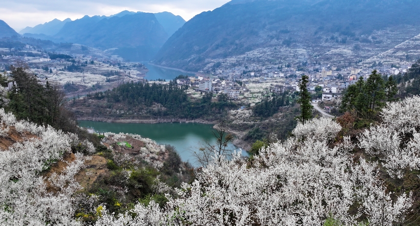 在赫章縣平山鎮(zhèn)江南社區(qū)拍攝的櫻桃花。陳春志攝