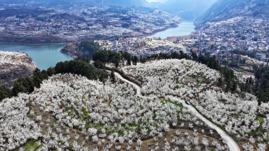 在赫章縣平山鎮(zhèn)江南社區(qū)拍攝的櫻桃花 。陳春志攝