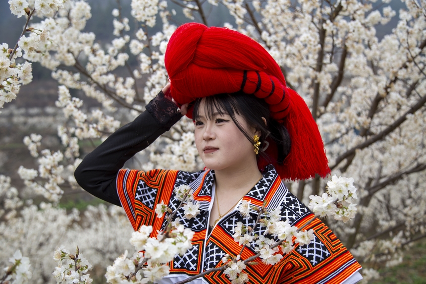 游客在赫章縣古達鄉櫻桃花叢中打卡 。湯斌攝