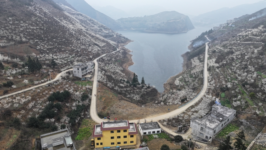 在赫章縣古達鄉水營村拍攝的櫻桃花 。湯斌攝