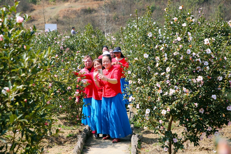 游客駐足賞花。