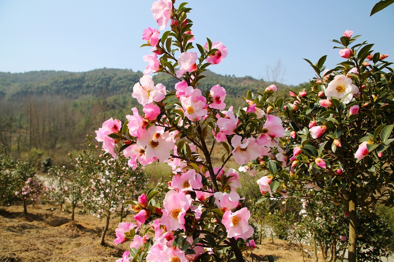 漫山盛開的油茶花。