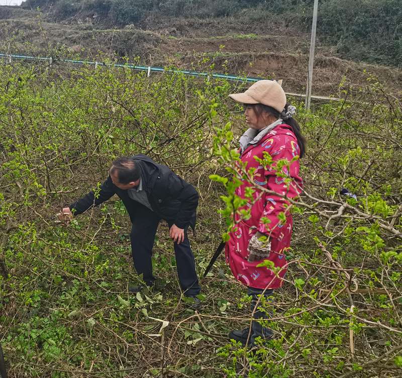 茶園鎮農業服務中心專業農技人員正在給老百姓講解刺梨管護、病蟲害防治、田間管理等方法。