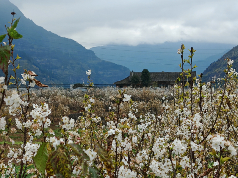 繁花簇?fù)恚h(yuǎn)處古樸房屋隱于山間(謝永恒 攝).jpg