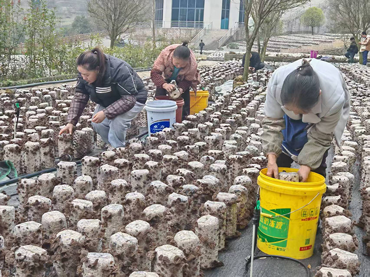 科技賦能 百里杜鵑龍?zhí)链搴谀径a(chǎn)業(yè)碩果累累。