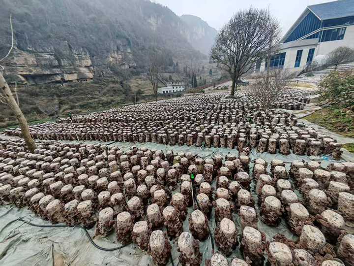 科技賦能 百里杜鵑龍?zhí)链搴谀径a(chǎn)業(yè)碩果累累。