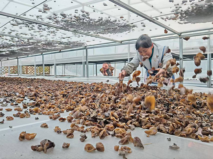 科技賦能 百里杜鵑龍?zhí)链搴谀径a(chǎn)業(yè)碩果累累。